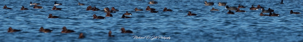 polák malý - ML613853873