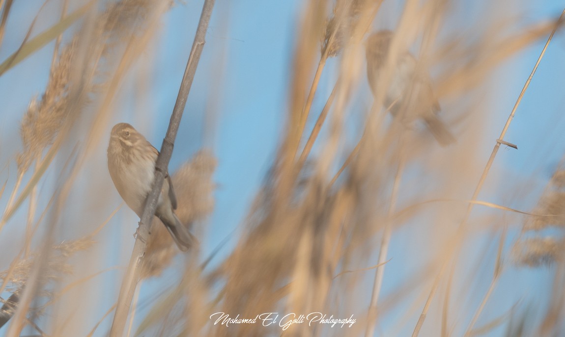 Reed Bunting - ML613853883