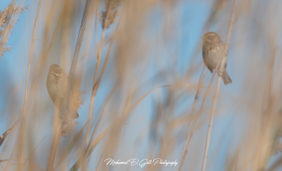 strnad rákosní - ML613853884