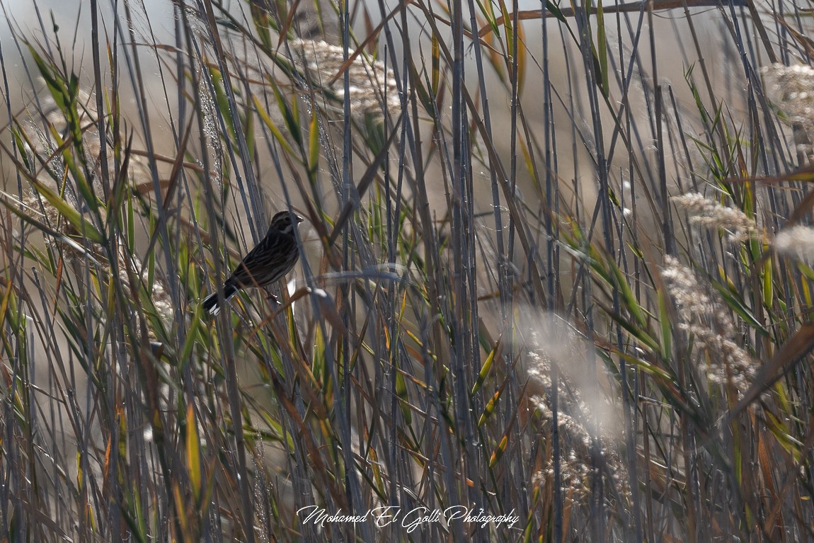 Reed Bunting - ML613853886