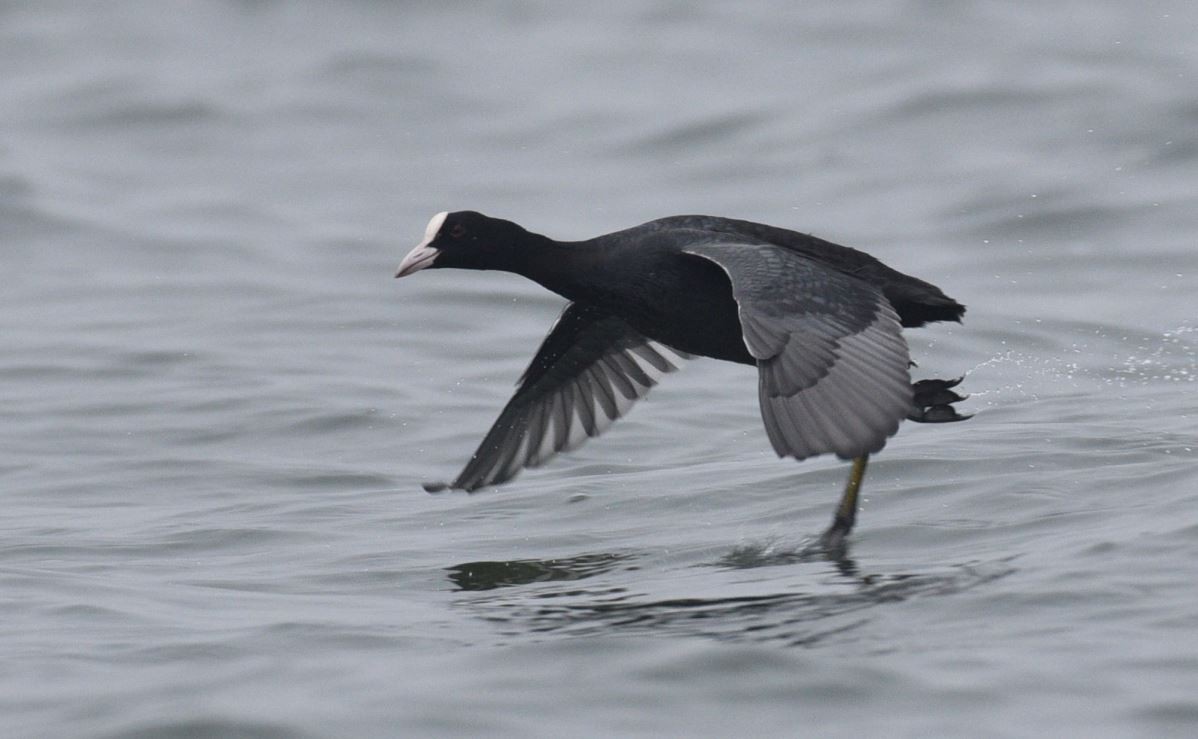 Eurasian Coot - ML613853923