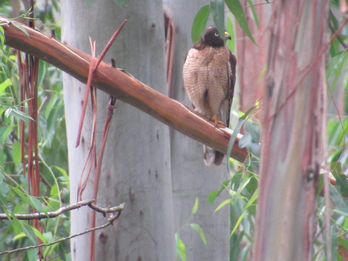 Roadside Hawk - ML613853956