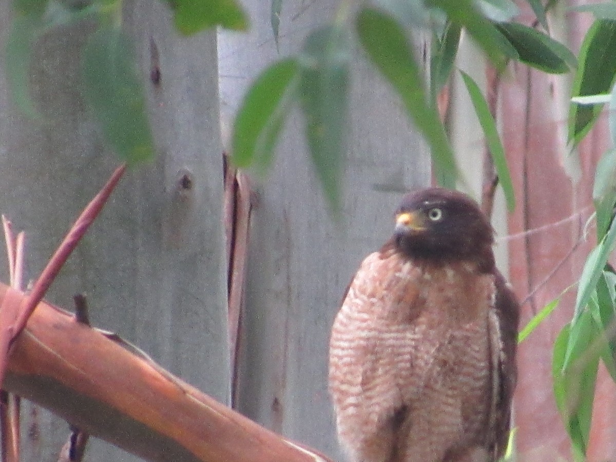 Roadside Hawk - ML613853965