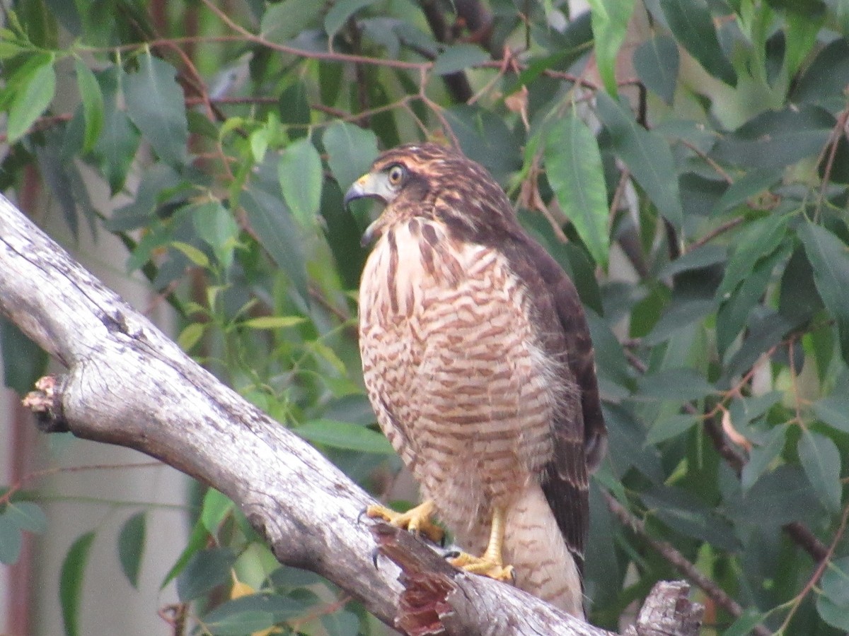 Roadside Hawk - ML613853968