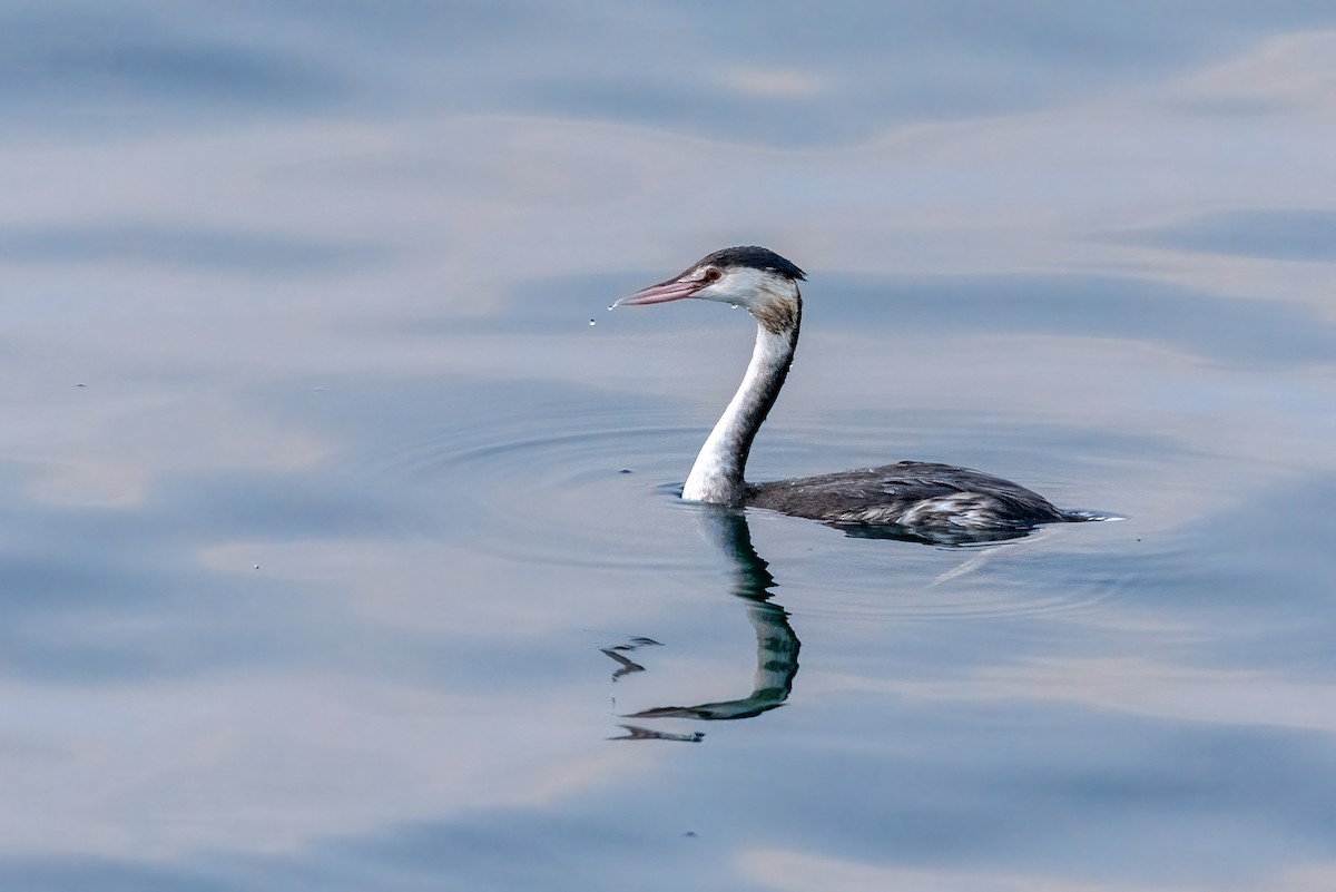 Great Crested Grebe - soumendra Mukhopadhyay