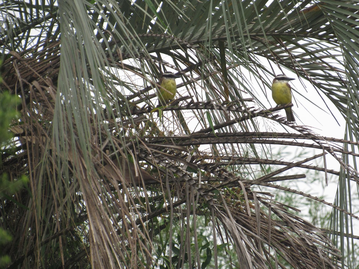 Great Kiskadee - Jorge Miguel Ángel  Malidis