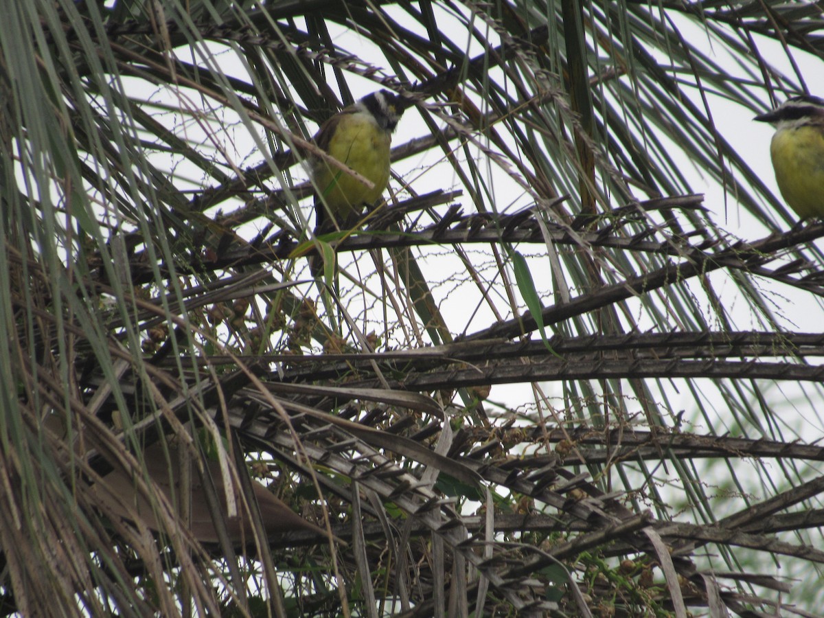 Great Kiskadee - ML613853996