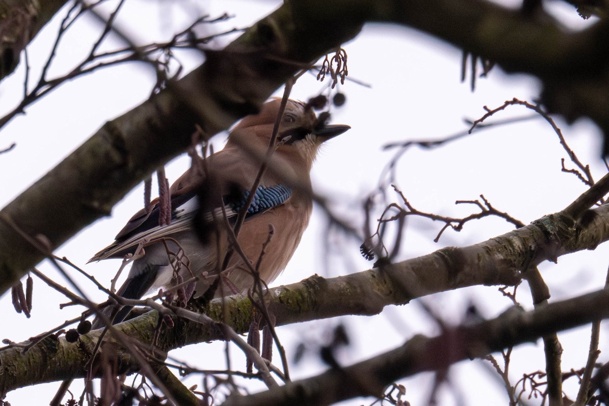 Eurasian Jay - ML613854010