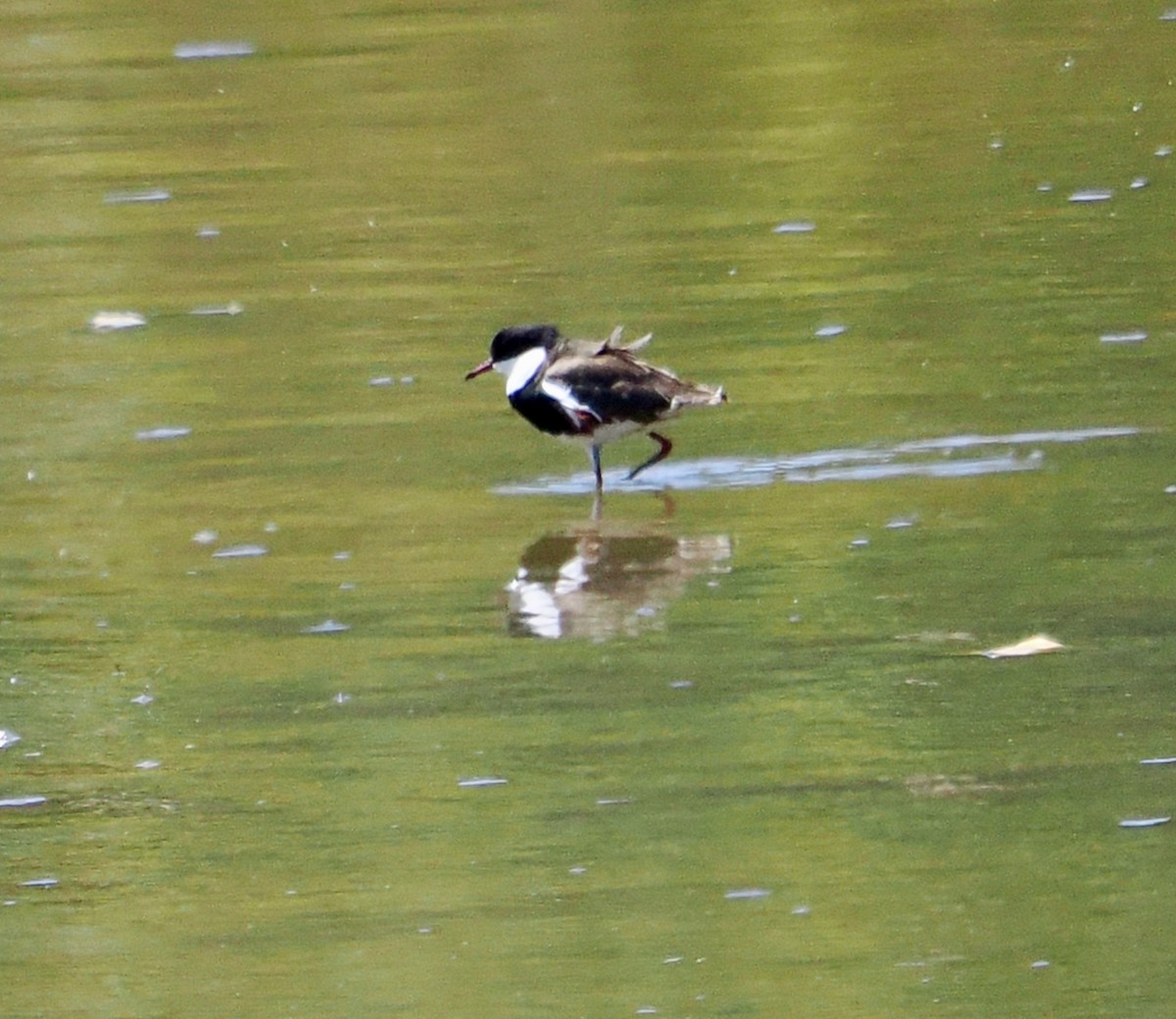 Red-kneed Dotterel - ML613854072