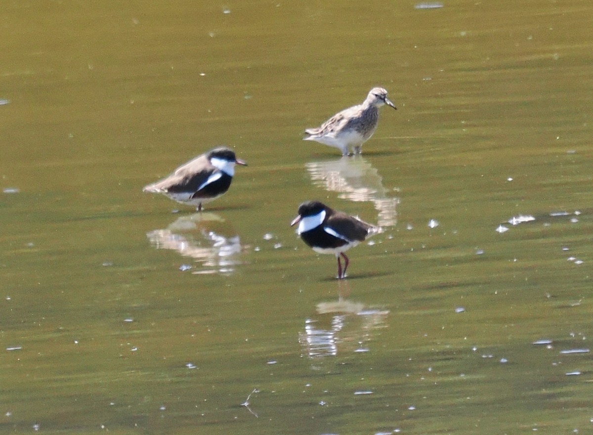 Graubrust-Strandläufer - ML613854094