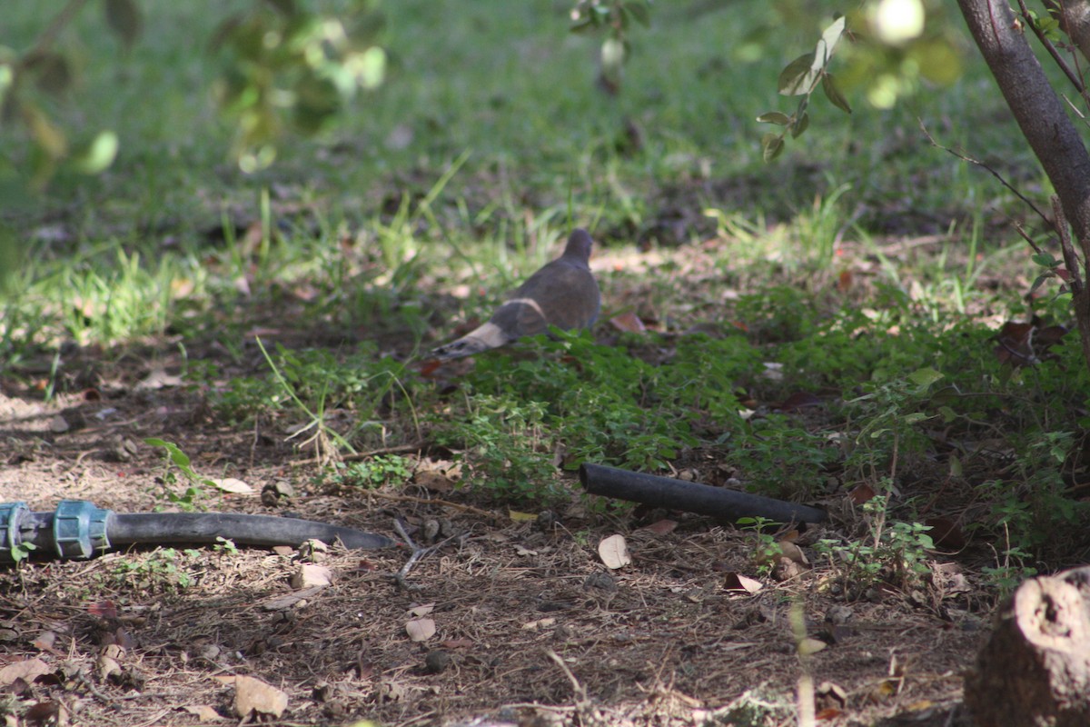 Paloma (Columba) sp. - ML613854108