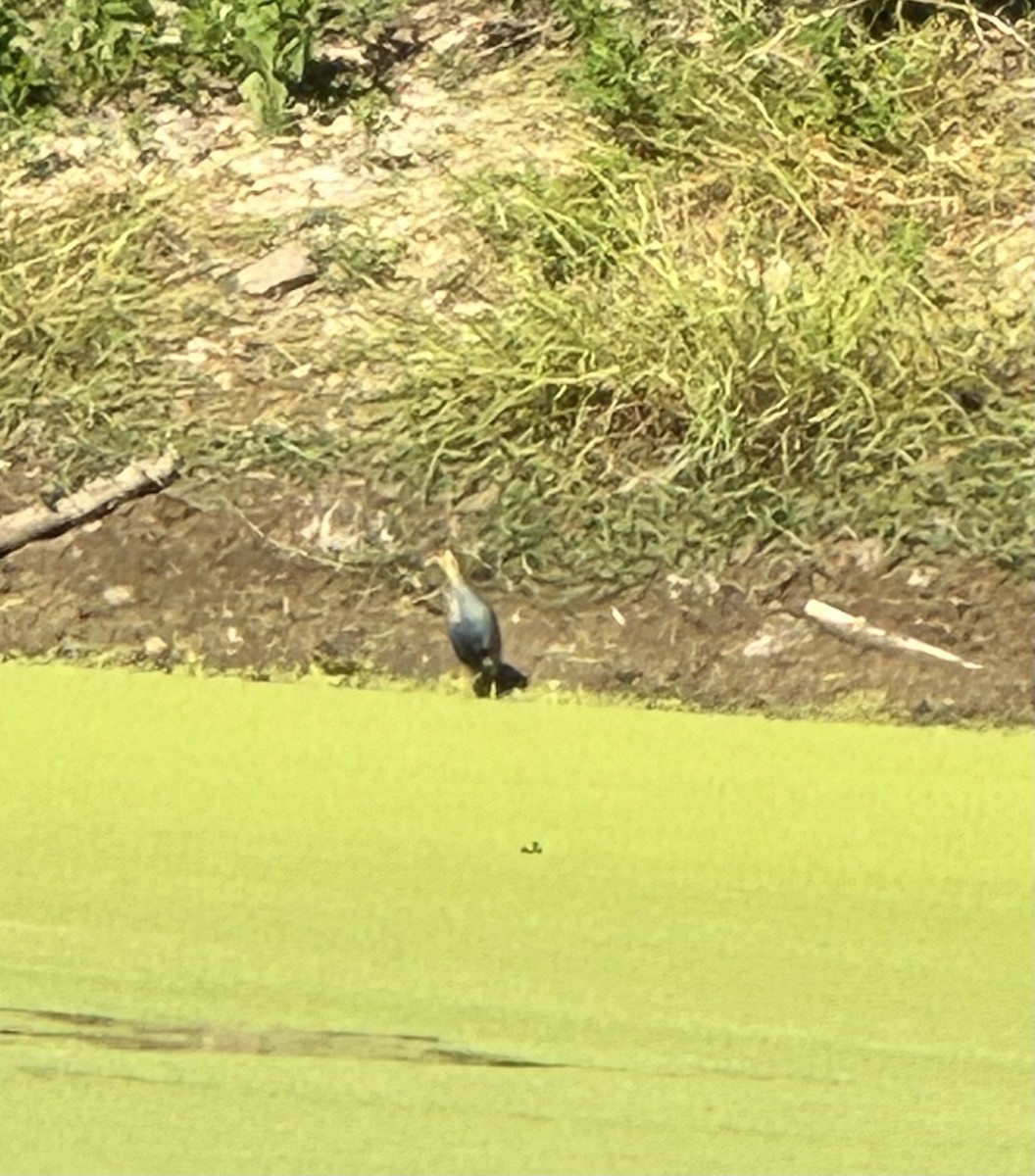 Purple Gallinule - ML613854236