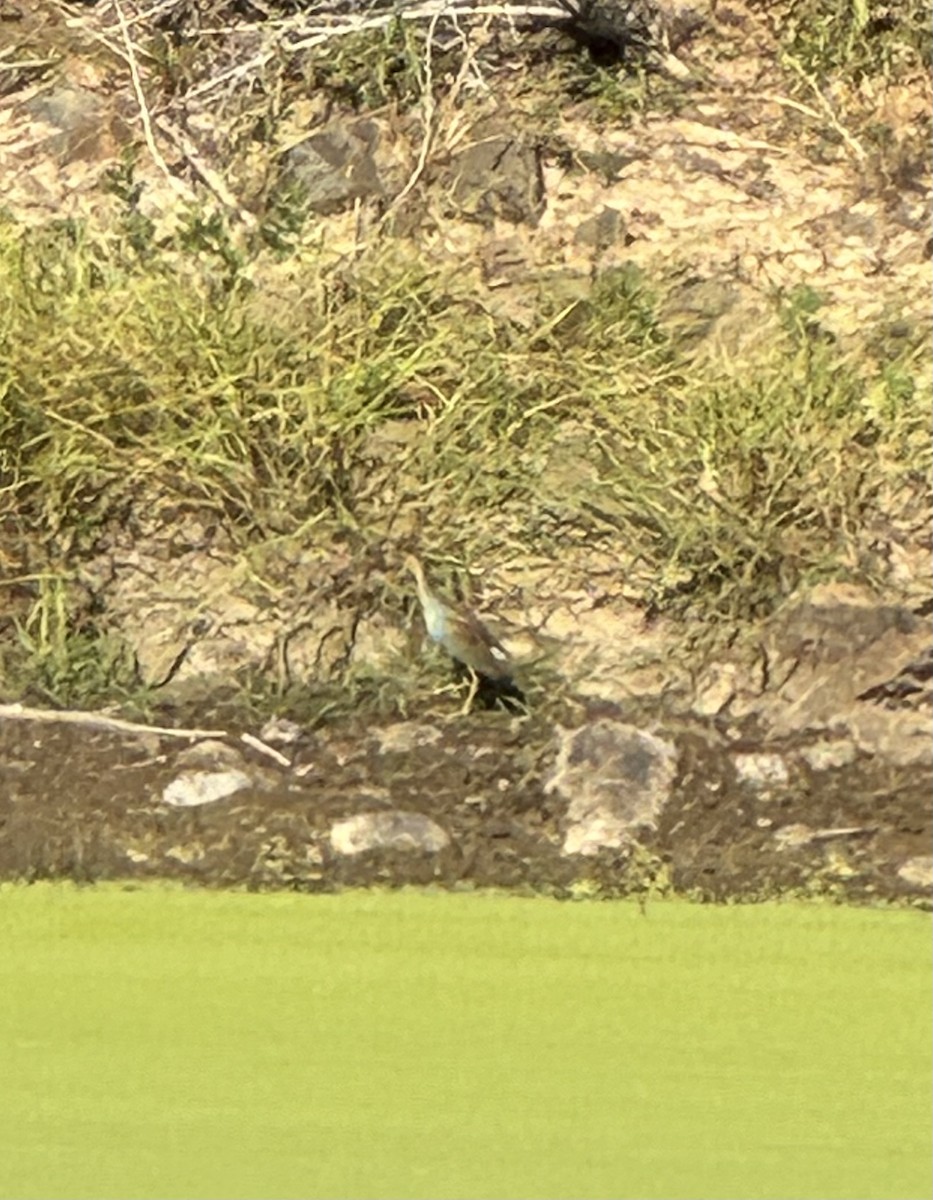 Purple Gallinule - ML613854237