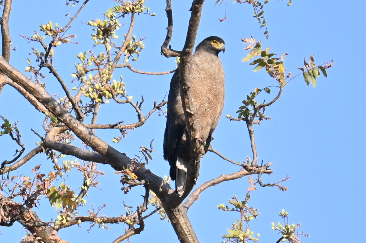 Crested Serpent-Eagle - R K Chaudhari