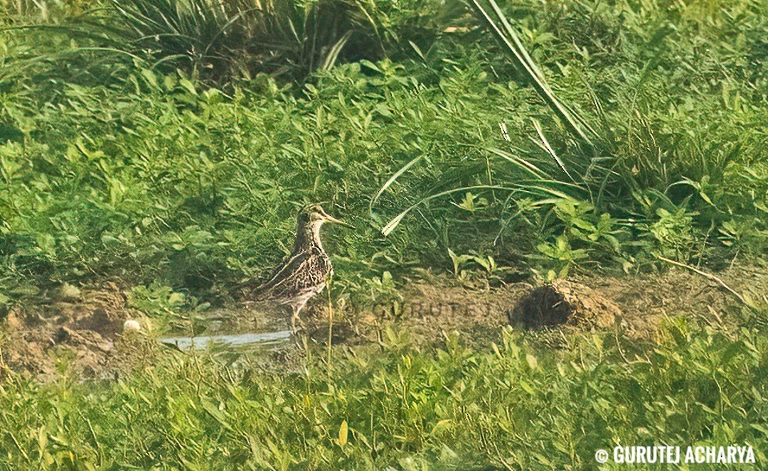 Jack Snipe - ML613854257