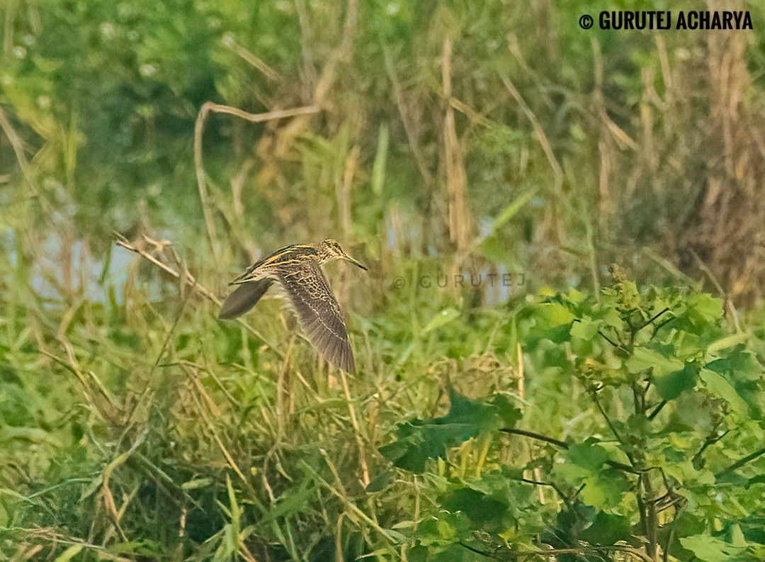 Jack Snipe - ML613854258