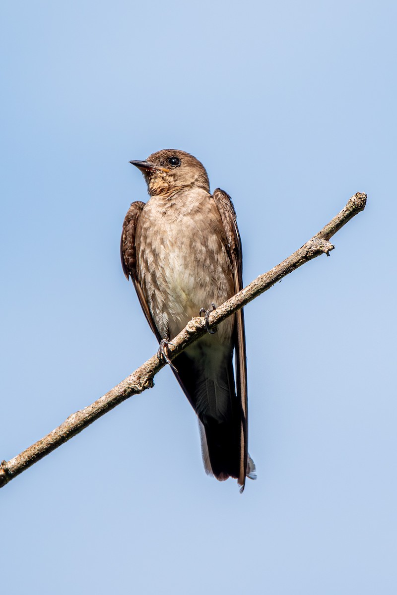 Southern Rough-winged Swallow - ML613854280