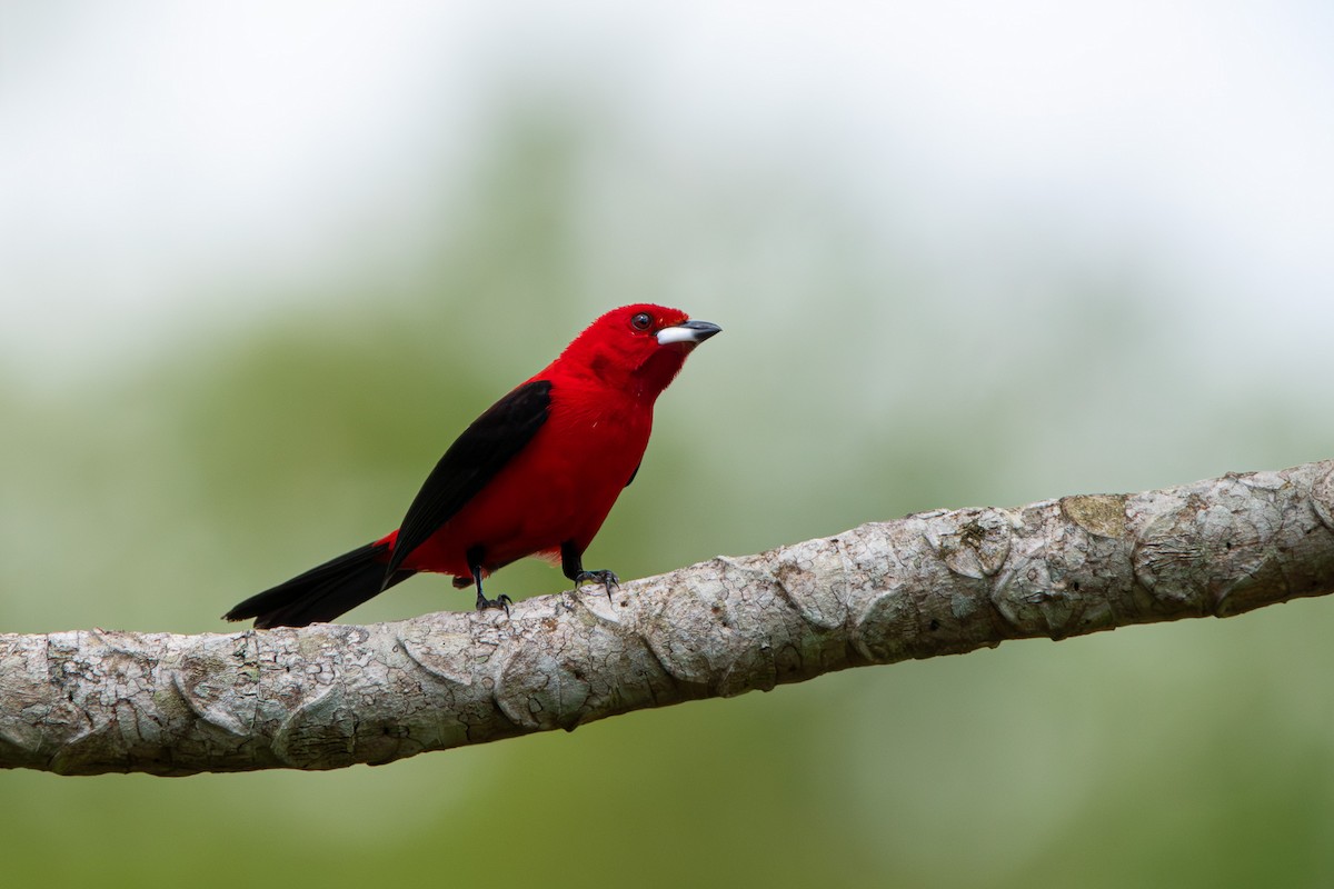 Brazilian Tanager - ML613854283