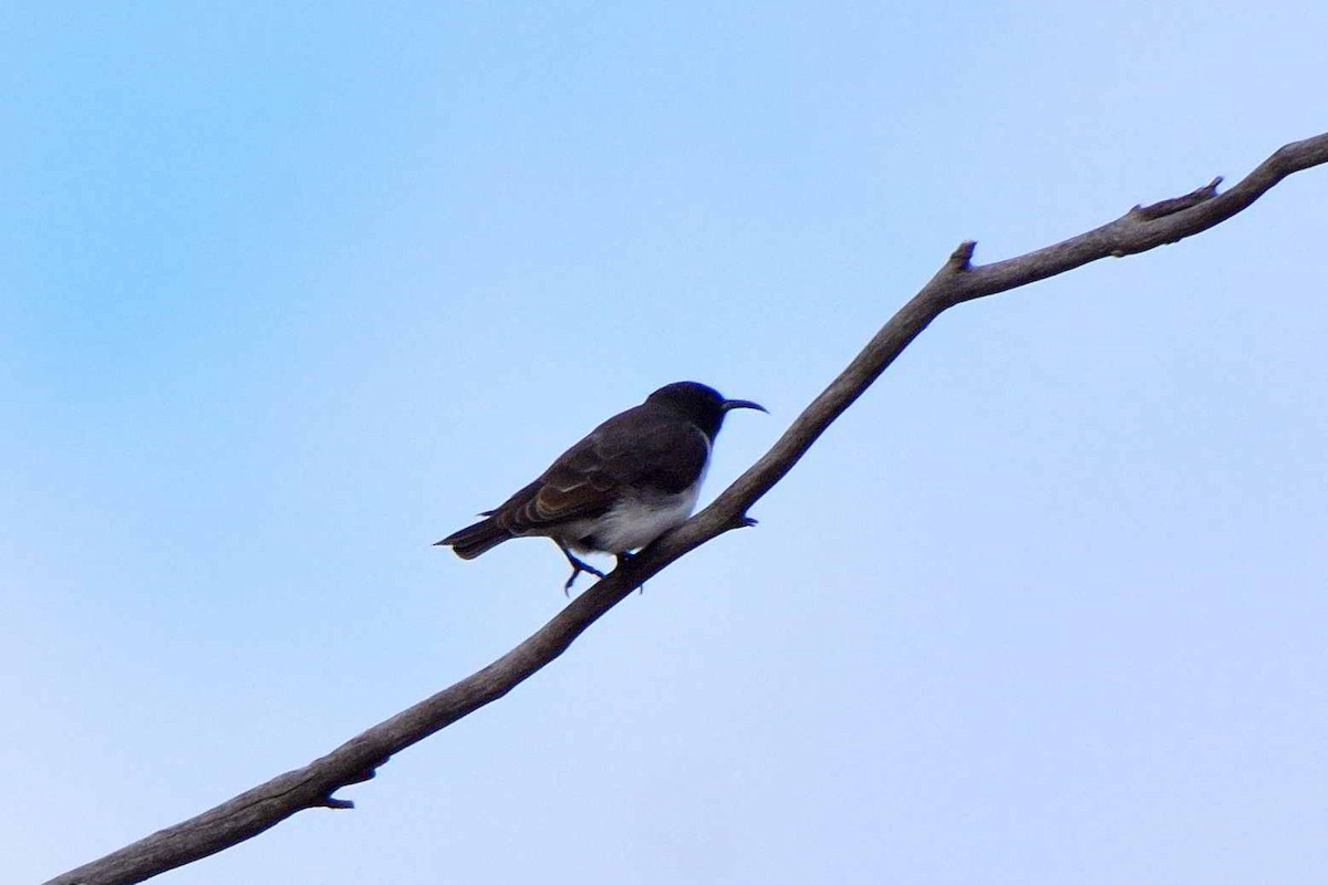 Black Honeyeater - ML613854326