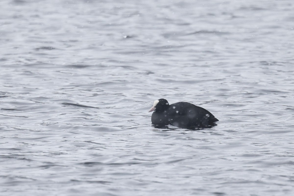 Eurasian Coot - ML613854361