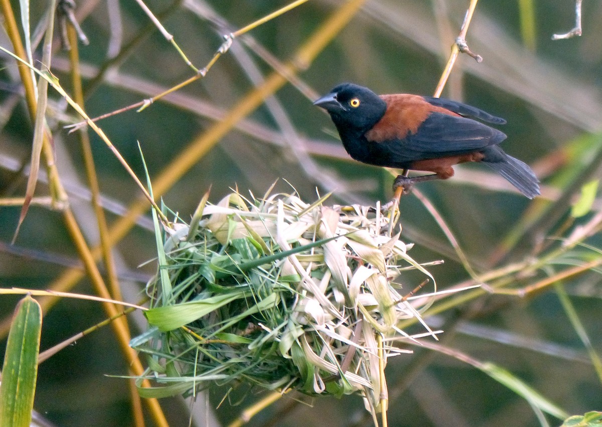 Chestnut-and-black Weaver - ML613854424