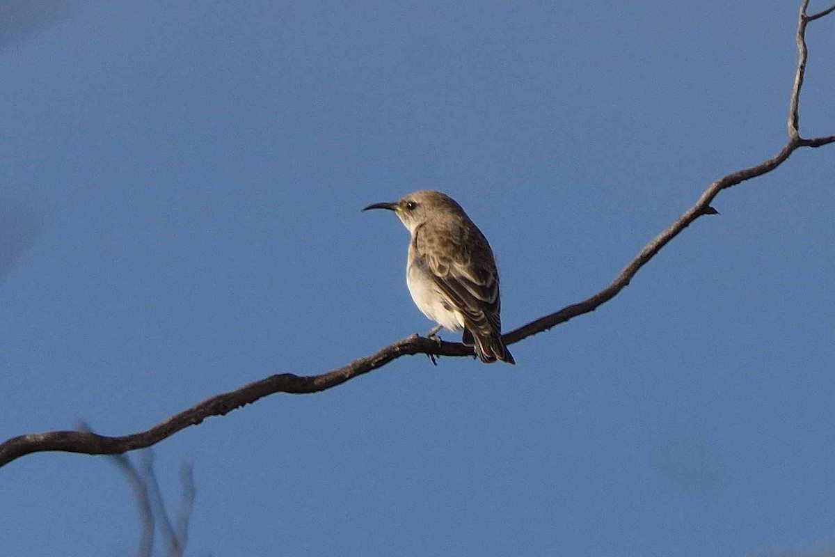 Black Honeyeater - ML613854426