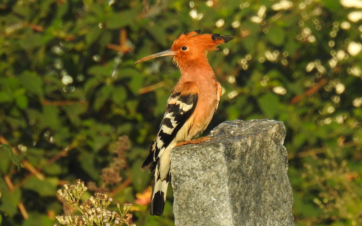 Common Hoopoe - ML613854434