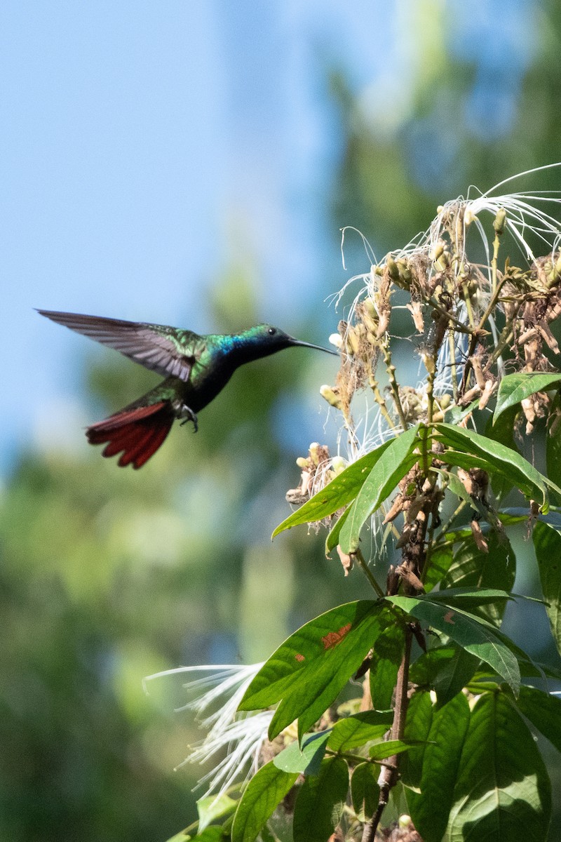 kolibřík tropický - ML613854557