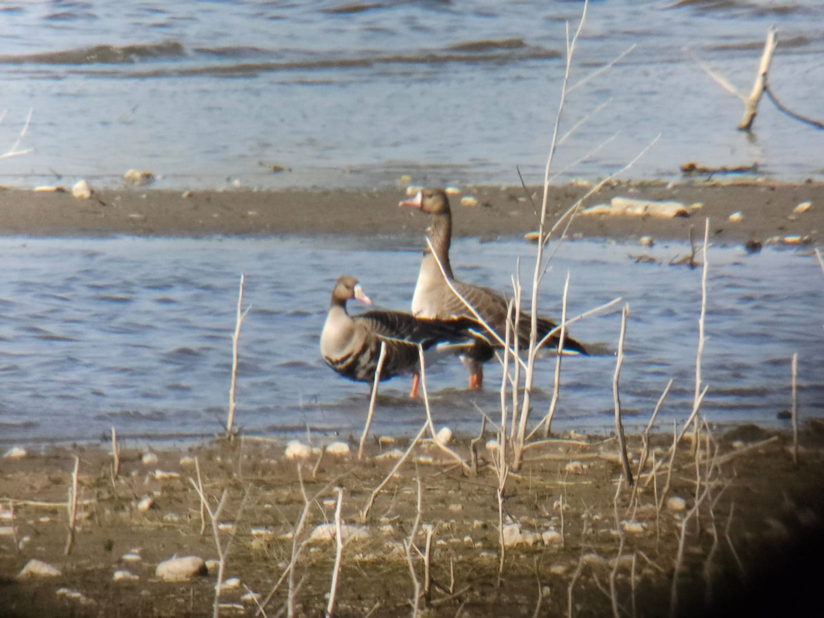 Greater White-fronted Goose - ML613854617