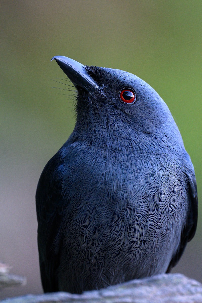 Kül Rengi Drongo - ML613854650