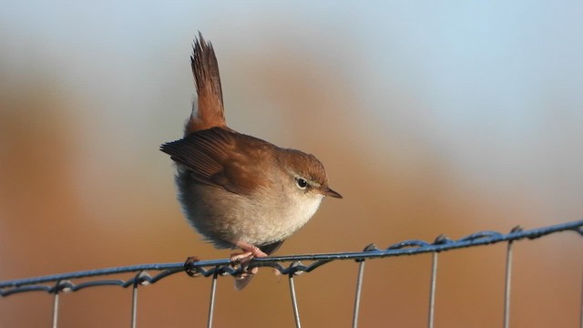 Cetti's Warbler - ML613854660