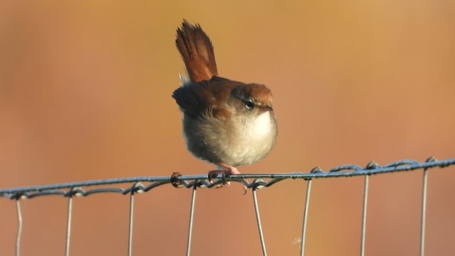 Cetti's Warbler - ML613854661