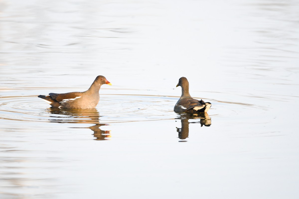 Eurasian Moorhen - ML613854728