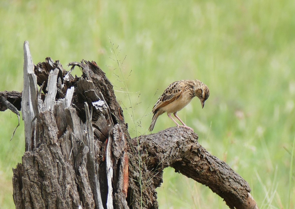 Fawn-colored Lark (Foxy) - Andreas Hess