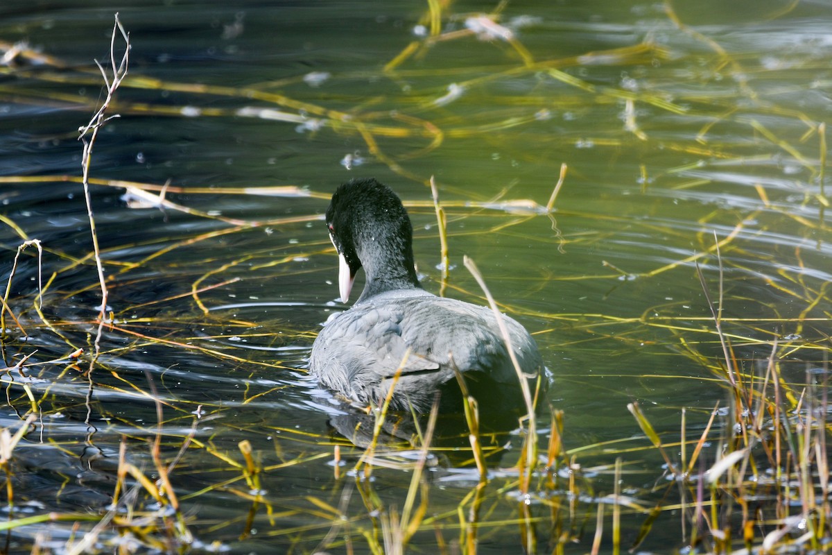 Eurasian Coot - ML613854764