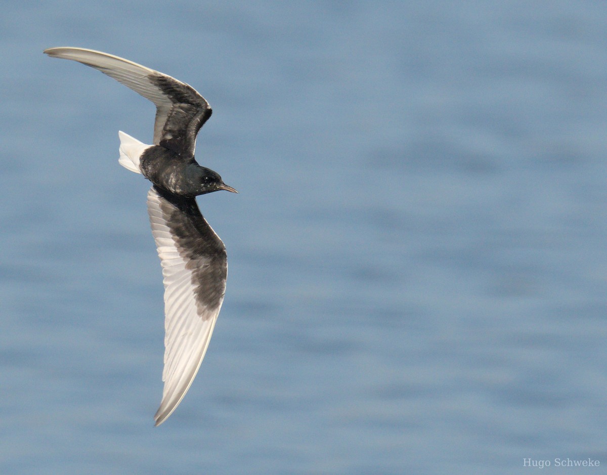 White-winged Tern - Hugo Schweke
