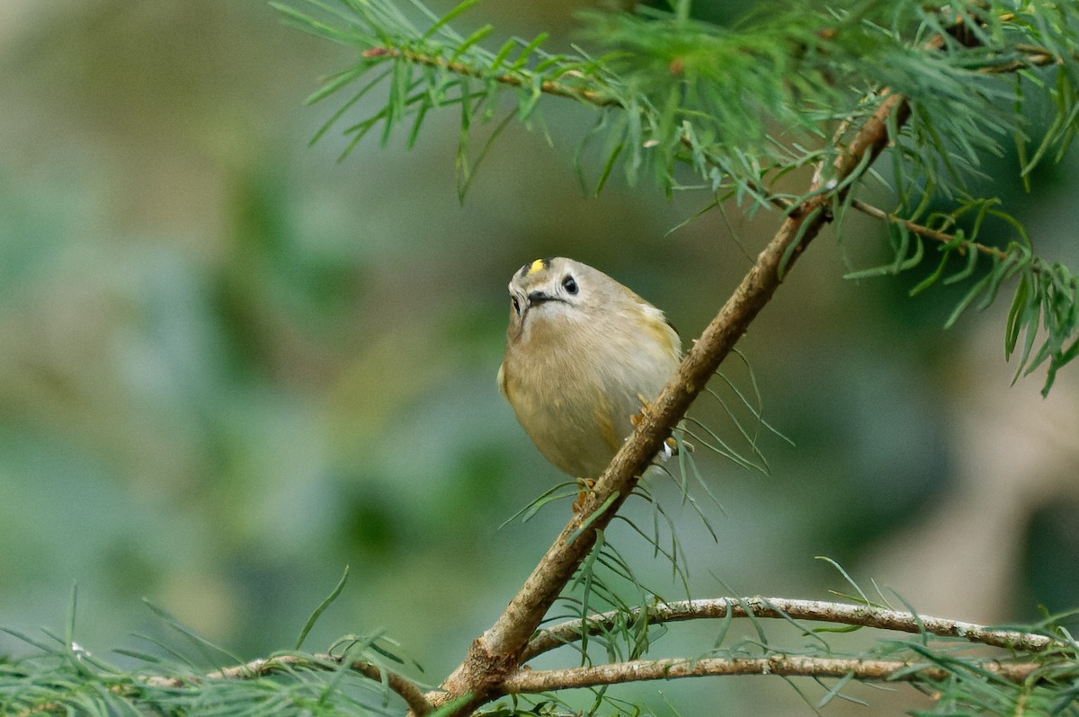 Goldcrest - ML613855043