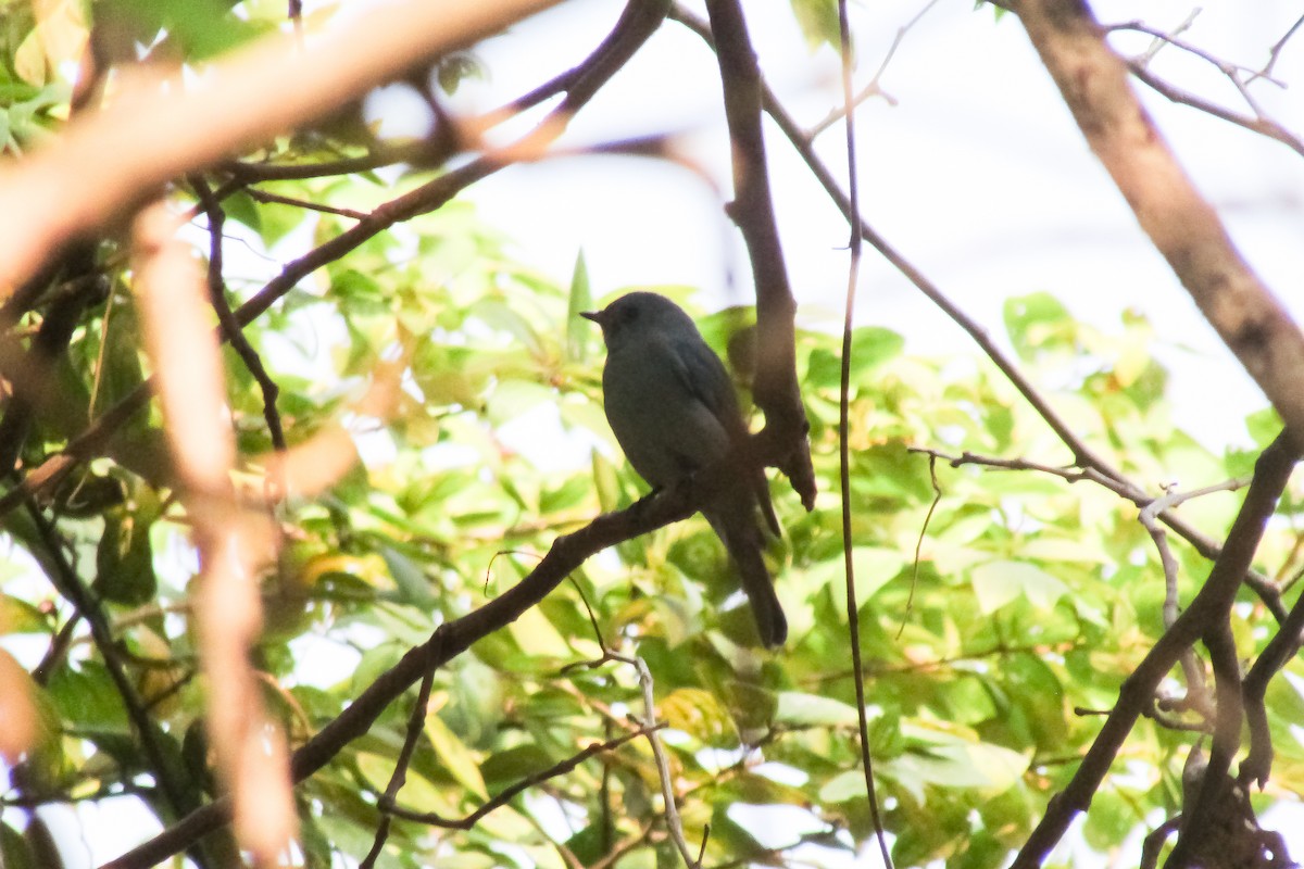 Verditer Flycatcher - ML613855065