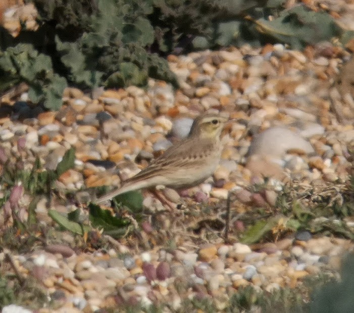 Tawny Pipit - ML613855077