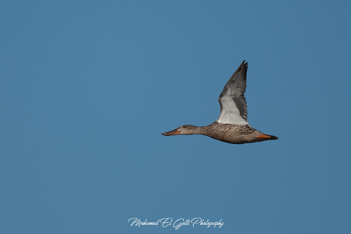 Northern Shoveler - ML613855148