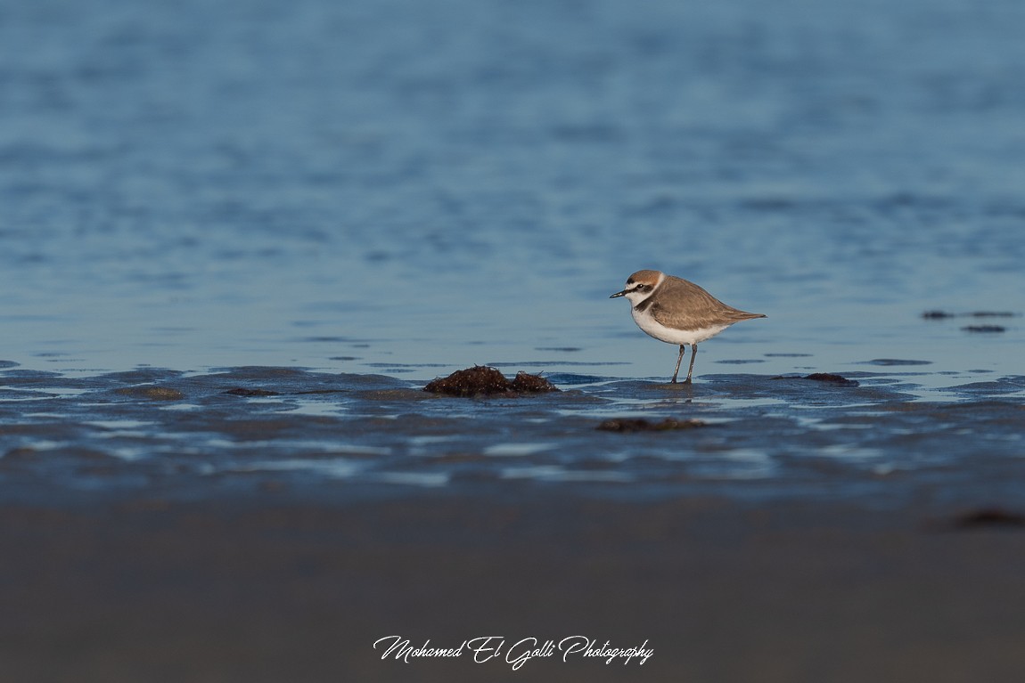 kulík mořský - ML613855169