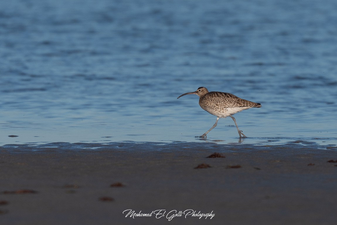 Eurasian Whimbrel - ML613855178