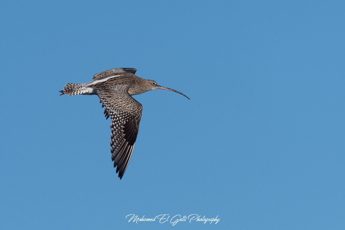 Eurasian Curlew - ML613855180
