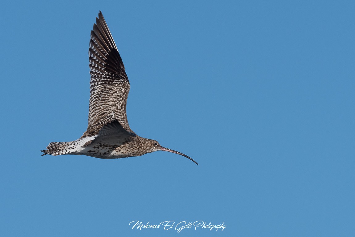 koliha velká - ML613855203