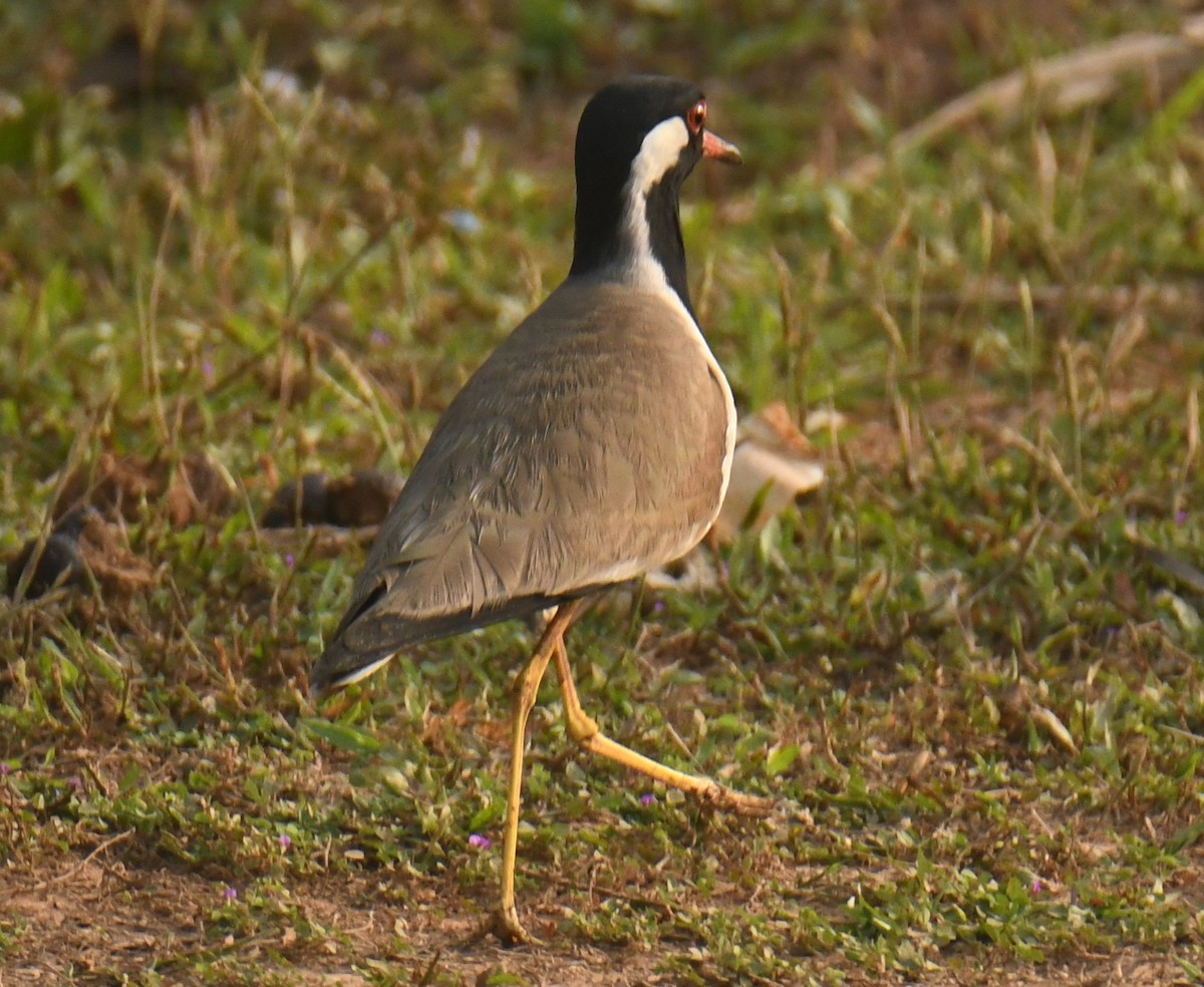 Red-wattled Lapwing - ML613855230