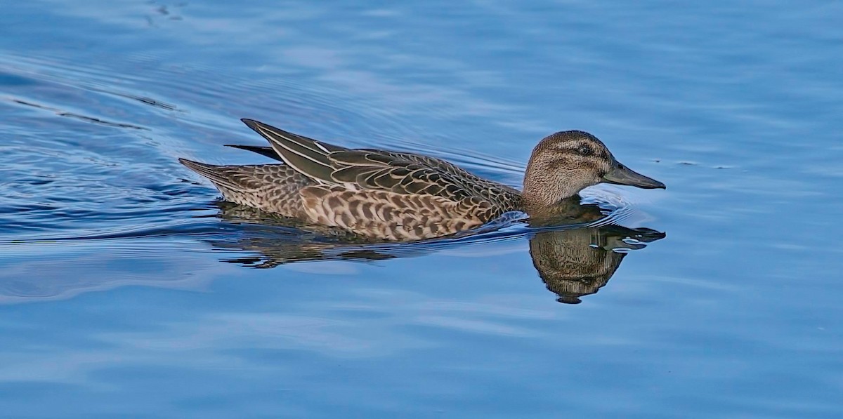 Garganey - Paul Hammond