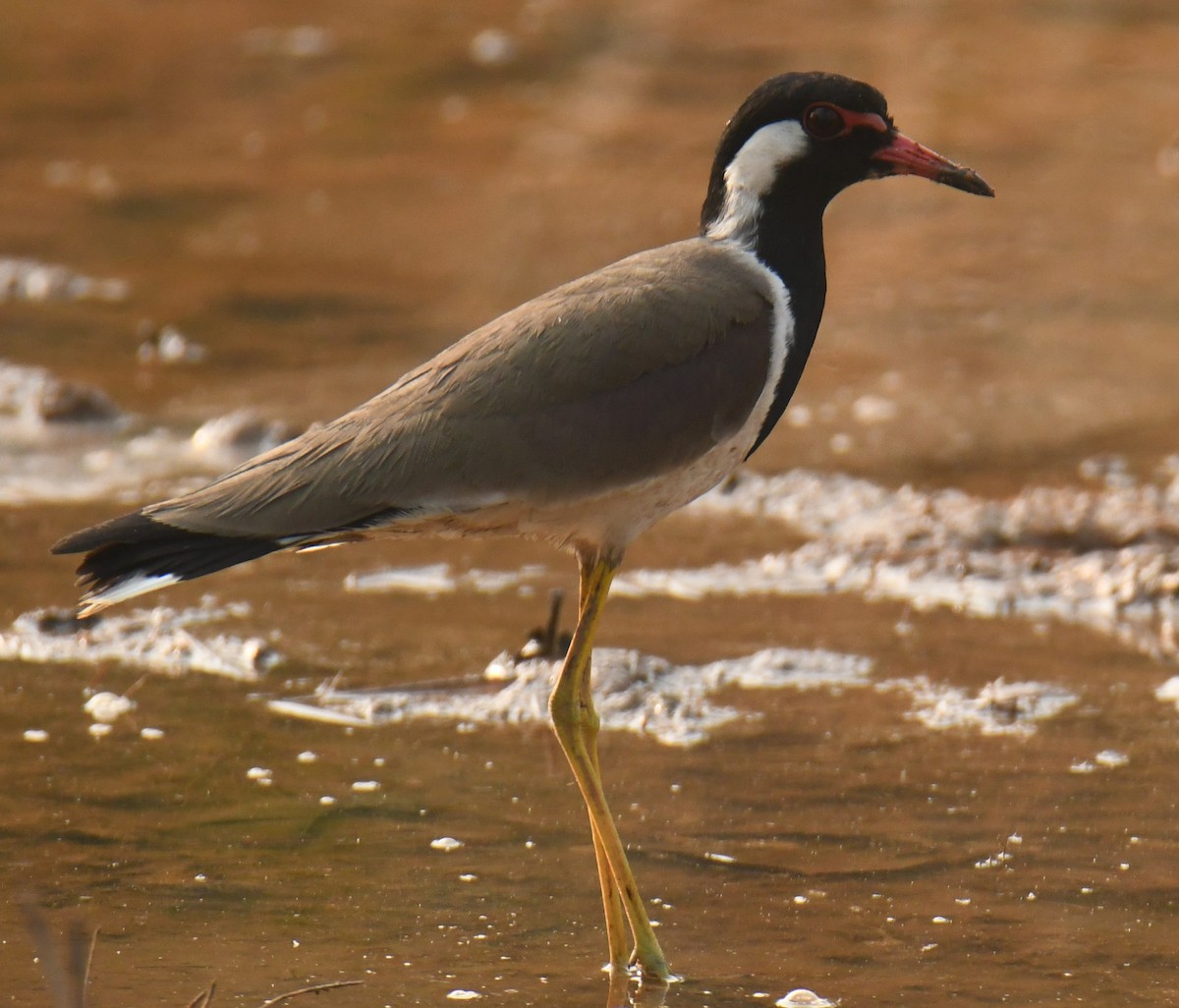 Red-wattled Lapwing - ML613855236