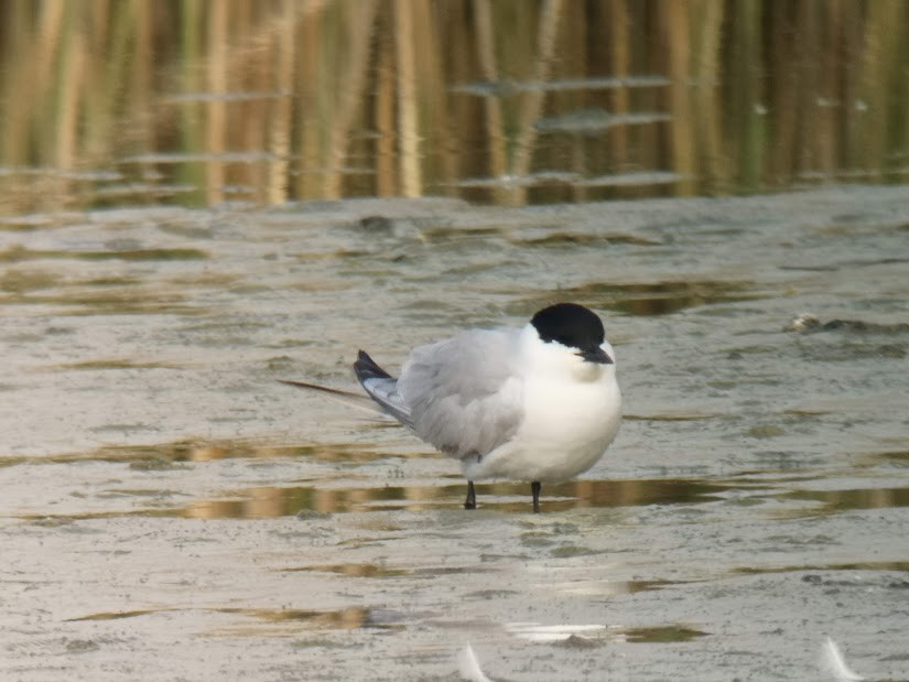 Gull-billed Tern - ML613855254