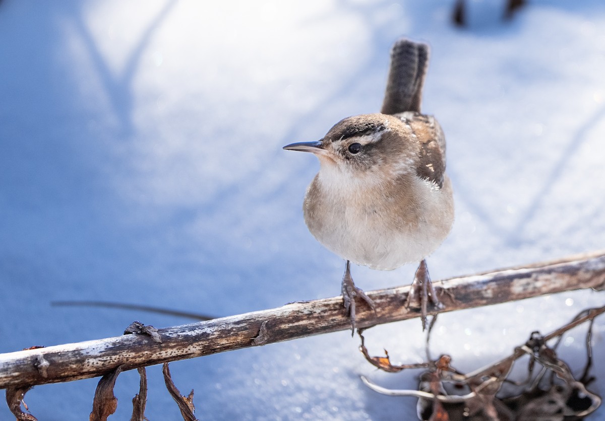 Marsh Wren - ML613855258