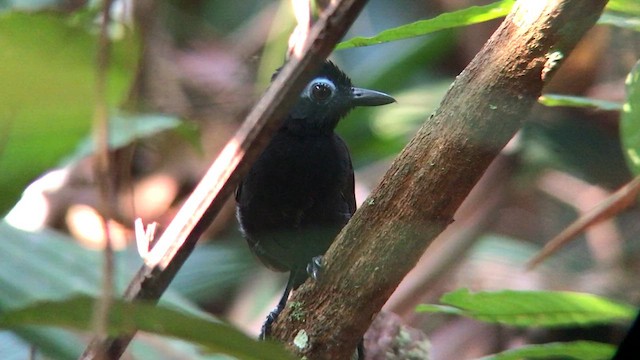 Sooty Antbird - ML613855300